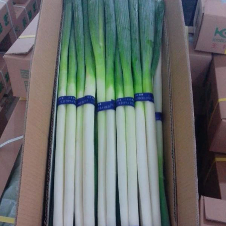 Naturally Grown Green Onions